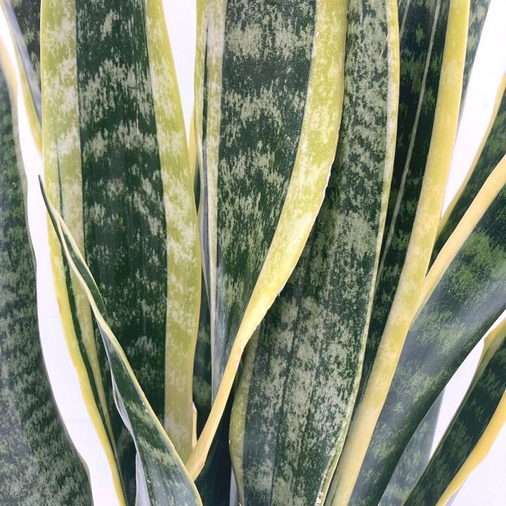 専用　サンスベリア ローレンチ 合成樹脂鉢 お皿付き 楽天市場】観葉植物【サンセヴィエリア属】サンスベリア