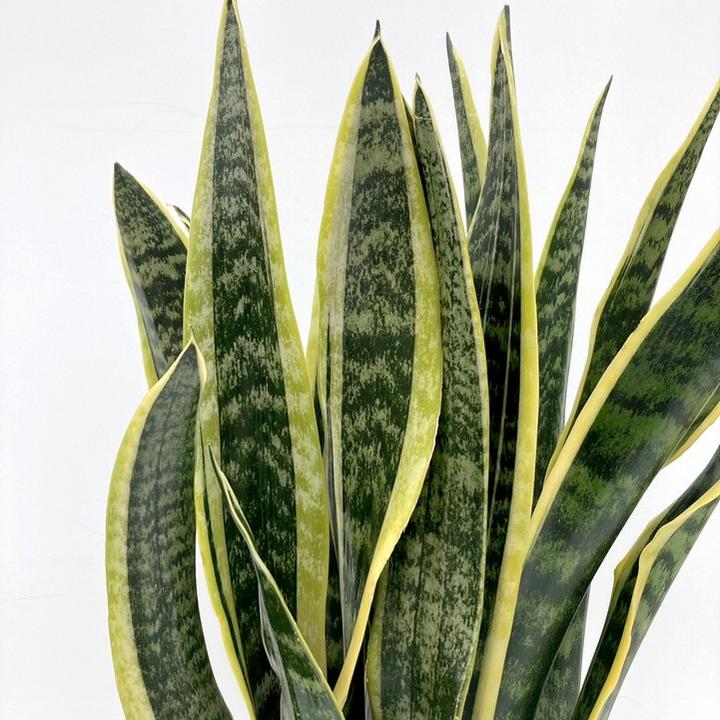 期間限定10％OFF！】サンスベリア 7号 ローレンチー プラスチック鉢