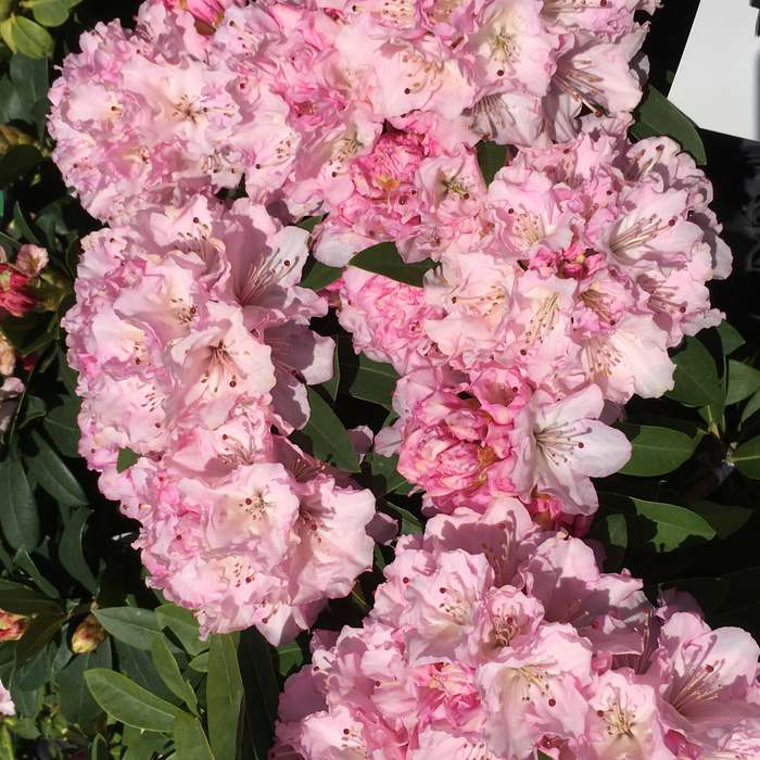 西洋シャクナゲ 6号 桜狩｜花木03-D3 | 花木・庭木,シャクナゲ | 赤塚