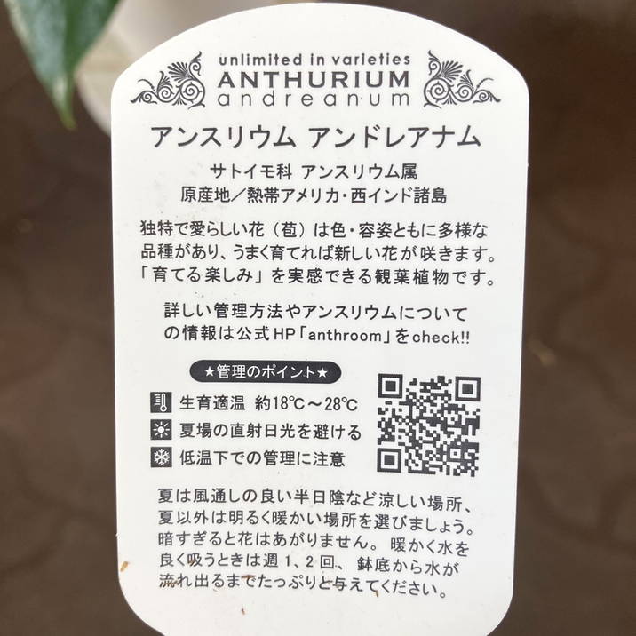 アンスリューム ジョリパルス 6号|観葉04-PA