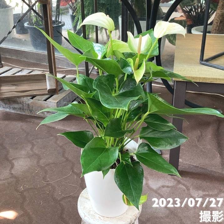 アンスリューム ジョリパルス 6号|観葉04-PA