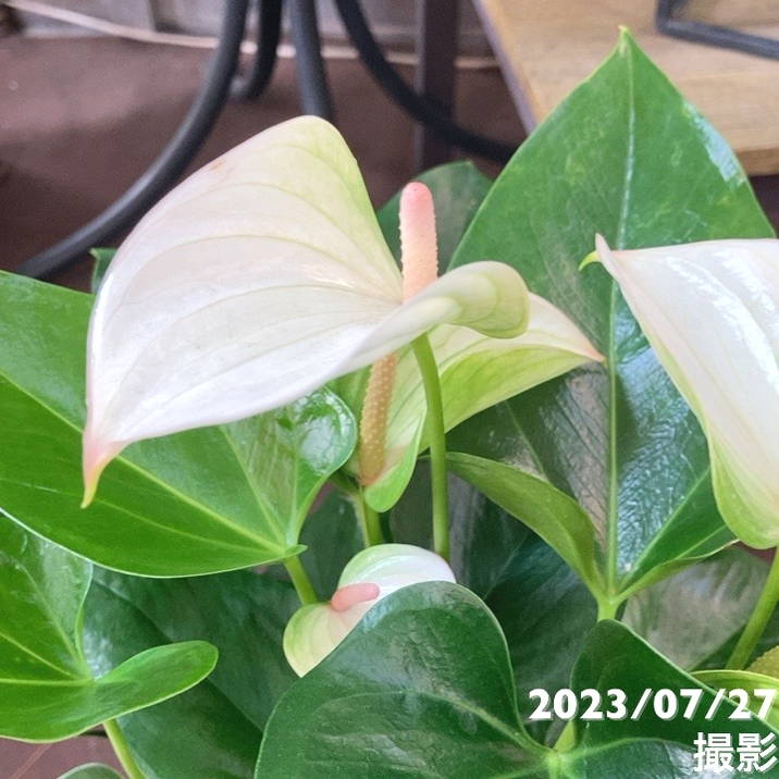 アンスリューム ジョリパルス 6号|観葉04-PA