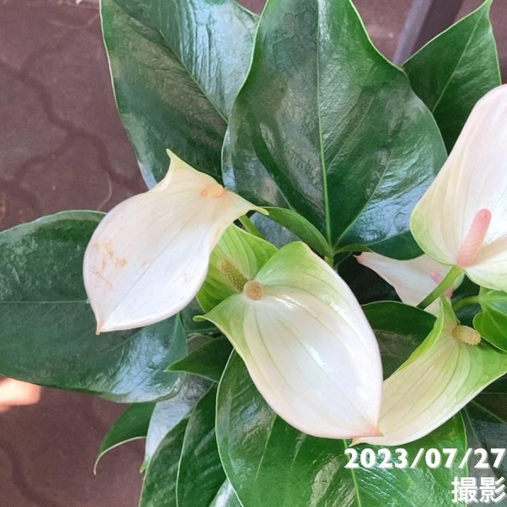 ジャックさん専用 アンスリウム ジャックさん専用 アンスリウム 【公式