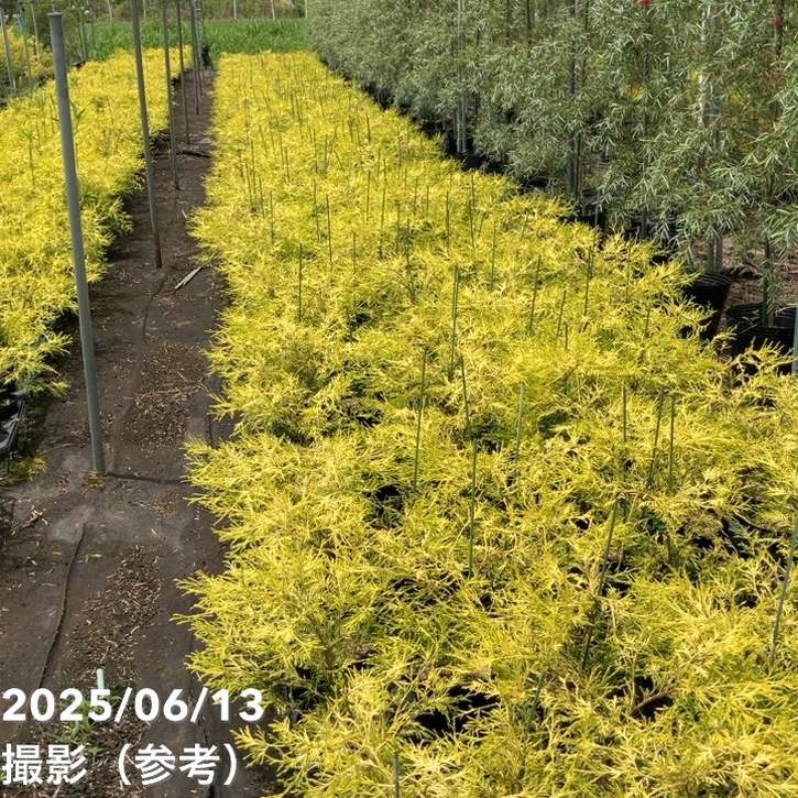 常緑コニファー フィリフェラオーレア 5号×3株セット ※お届けに10日