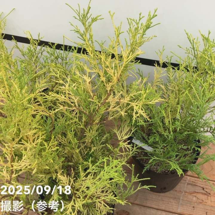 常緑コニファー フィリフェラオーレア 5号×3株セット ※お届けに10日