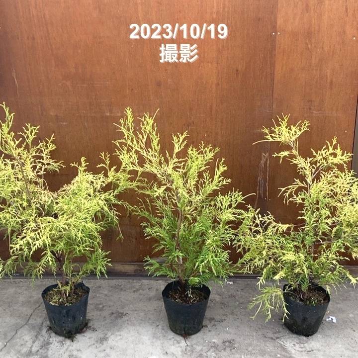 常緑コニファー フィリフェラオーレア 5号×3株セット ※お届けに10日