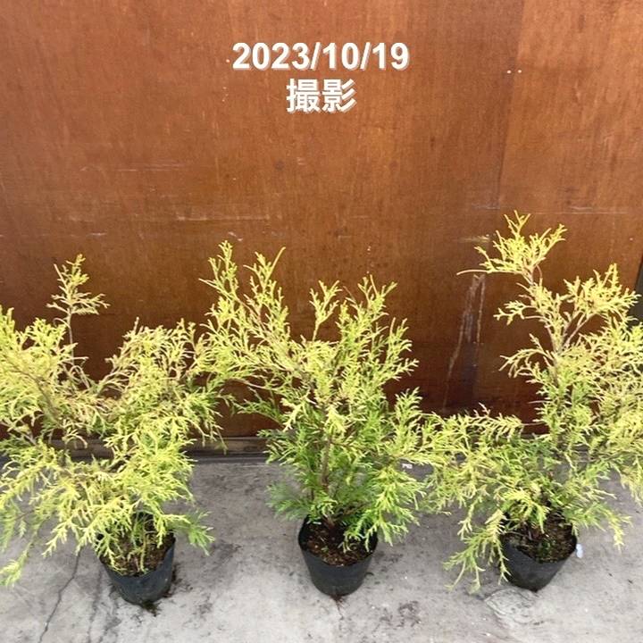 レア。オバリフォリア ・ヒルデブランドティ・ ボトルツリー ・オレイフェラ VORIA Orange Frizzante ヴォリア・オレンジ・フリッツァンテ / Porta