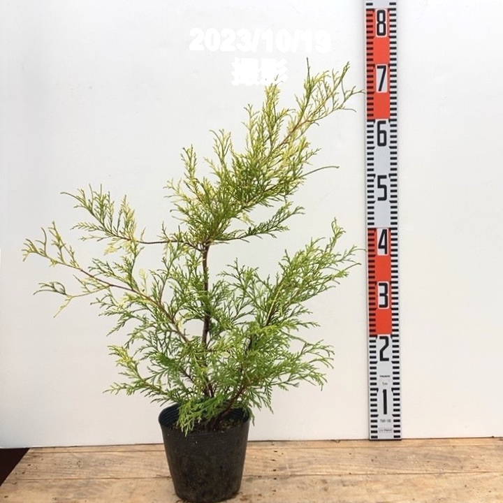 常緑コニファー フィリフェラオーレア 5号×3株セット ※お届けに10日