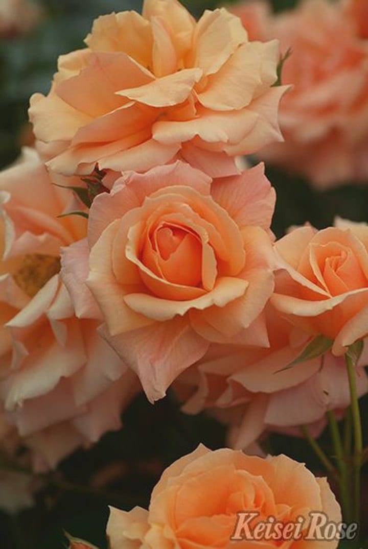 バラ大苗 アプリコットキャンディ 4.5号ロングポット 京成バラ園芸 PVP|花木04-PA