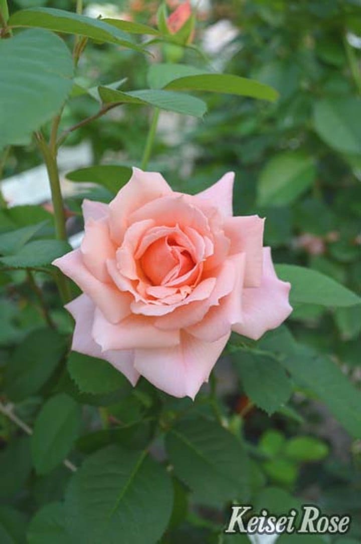 バラ大苗 アプリコットキャンディ 4.5号ロングポット 京成バラ園芸 PVP