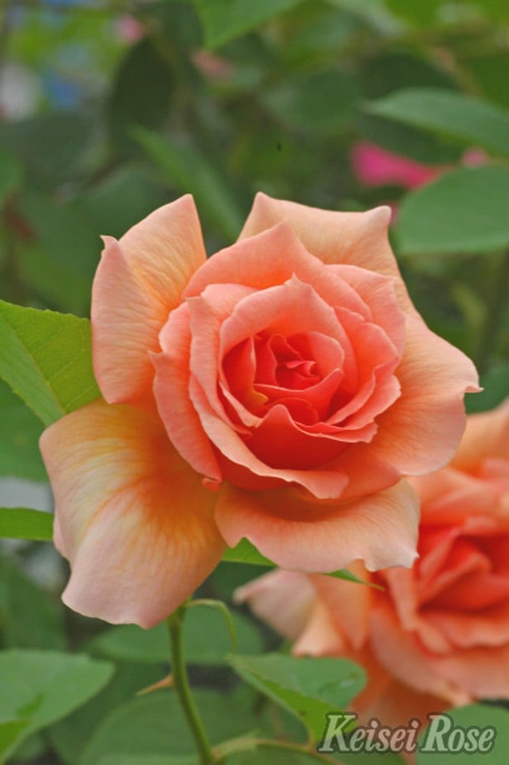 バラ大苗 アプリコットキャンディ 4.5号ロングポット 京成バラ園芸 PVP|花木04-PA