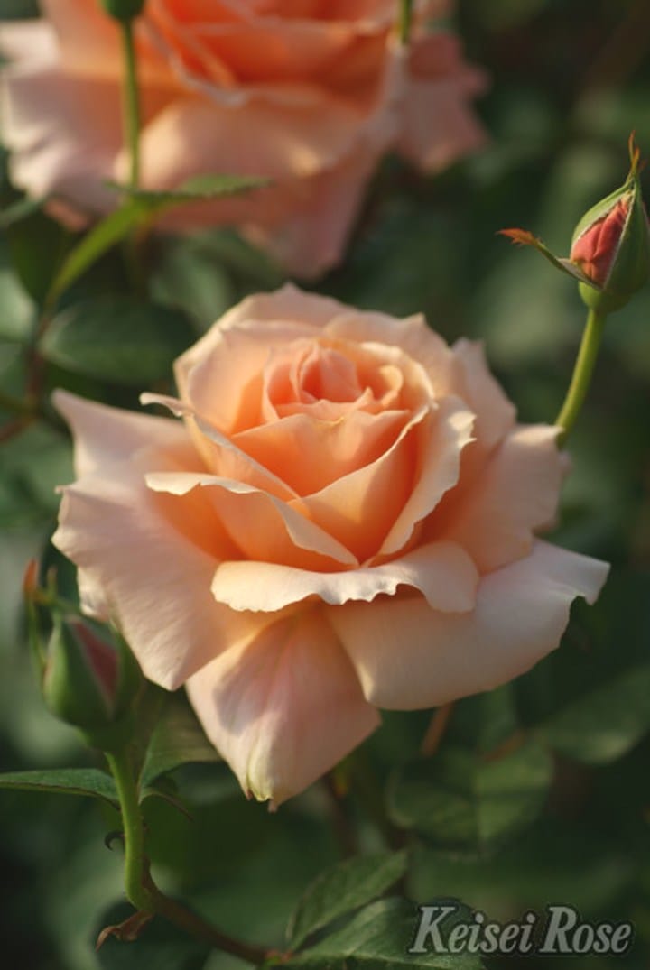 バラ大苗 アプリコットキャンディ 4.5号ロングポット 京成バラ園芸 PVP|花木04-PA