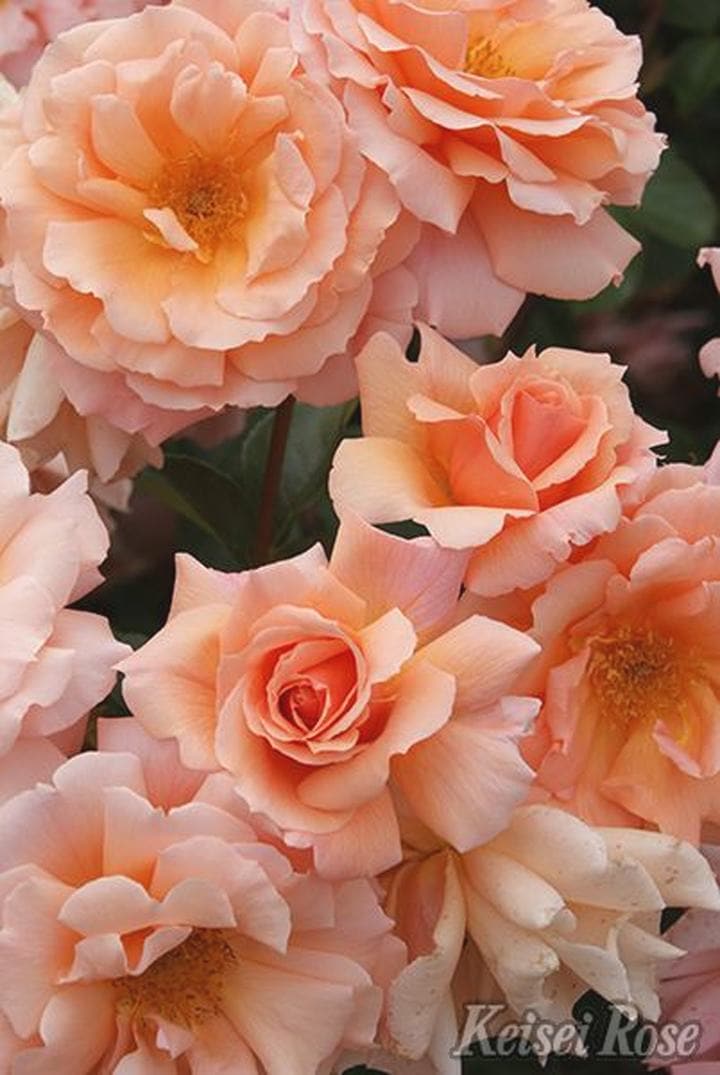 バラ大苗 アプリコットキャンディ 4.5号ロングポット 京成バラ園芸 PVP|花木04-PA