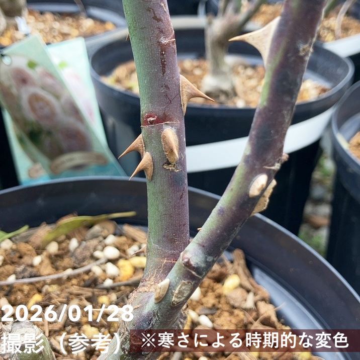 バラ大苗 ミエル・ドゥ・フォレ 7号ロングスリット鉢 河本バラ園 河本