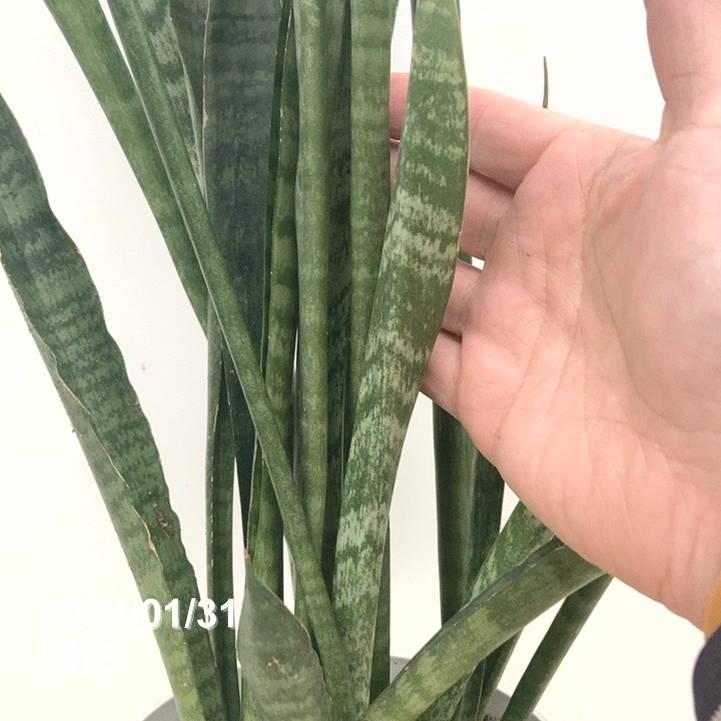 サンスベリア 5号 スーパータイガー 白プラ鉢仕様｜観葉02-D2 | 観葉