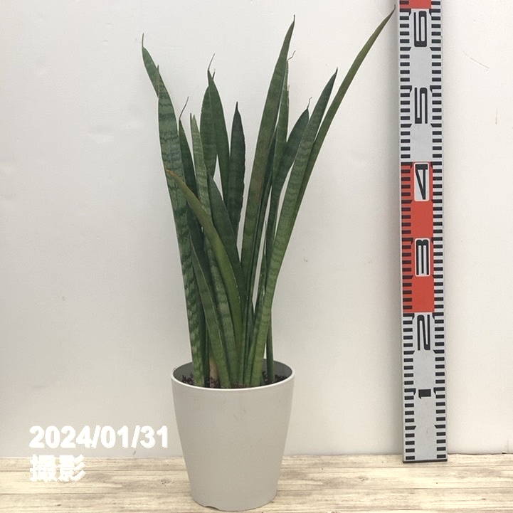 サンスベリア 5号 スーパータイガー 白プラ鉢仕様｜観葉02-D2 | 観葉