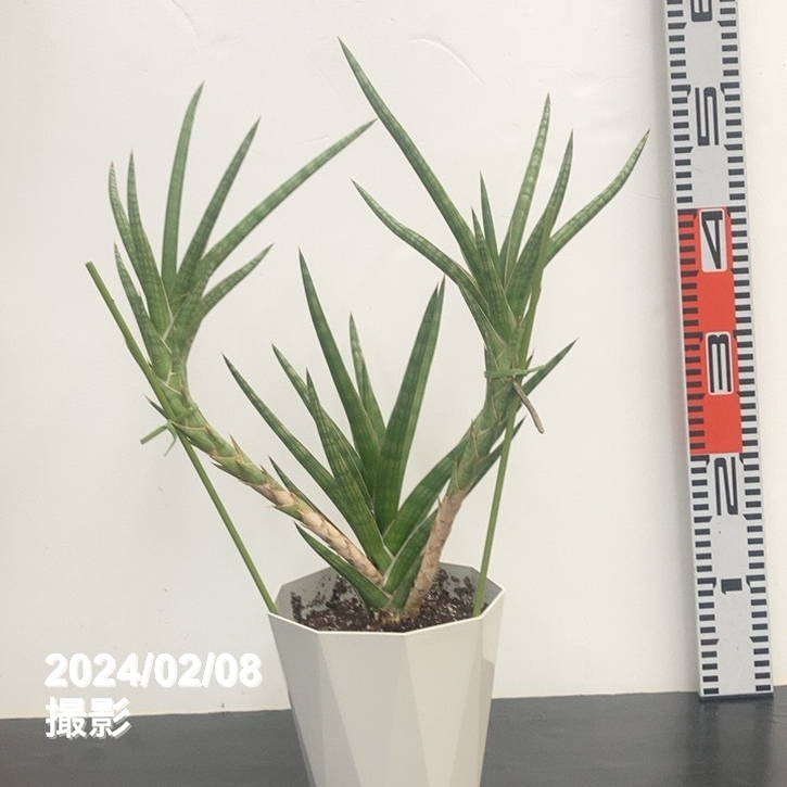 期間限定10％OFF！】【限定3鉢】サンスベリア 5号 バリー 昇竜仕立て