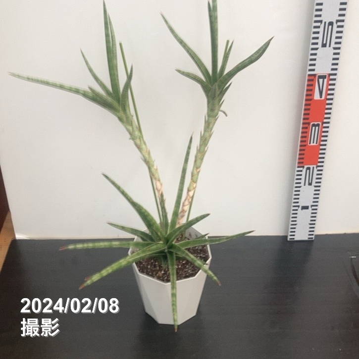 限定3鉢】サンスベリア 5号 バリー 昇竜仕立て 白プラ鉢仕様｜観葉02