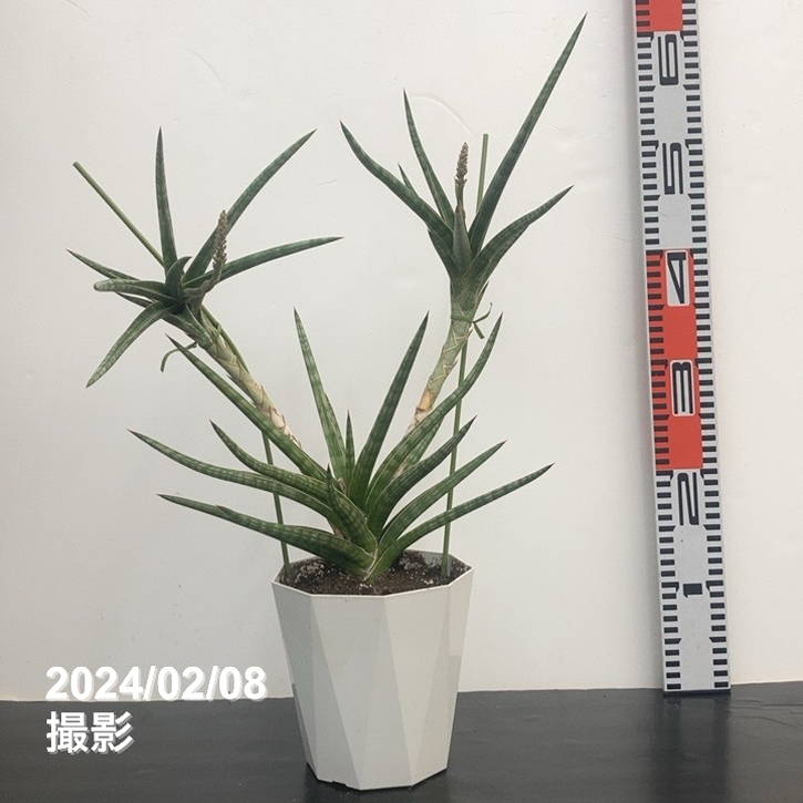 サンスベリア ベラ プラチナム ホワイト サンスベリア ベラ プラチナム ホワイト