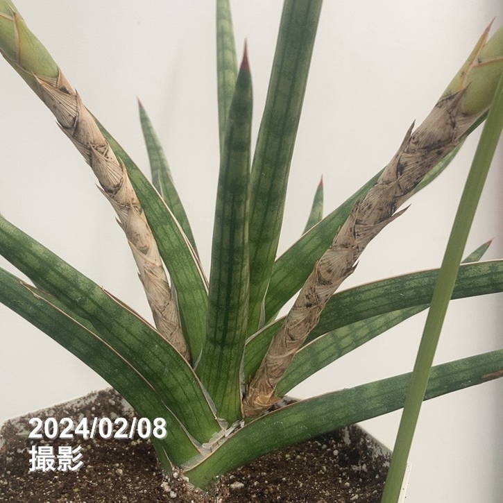 【まとめ売り】サンセベリアハイブリッド7株セット（バリースター他） まとめ売り】サンセベリアハイブリッド7株セット（バリースター他