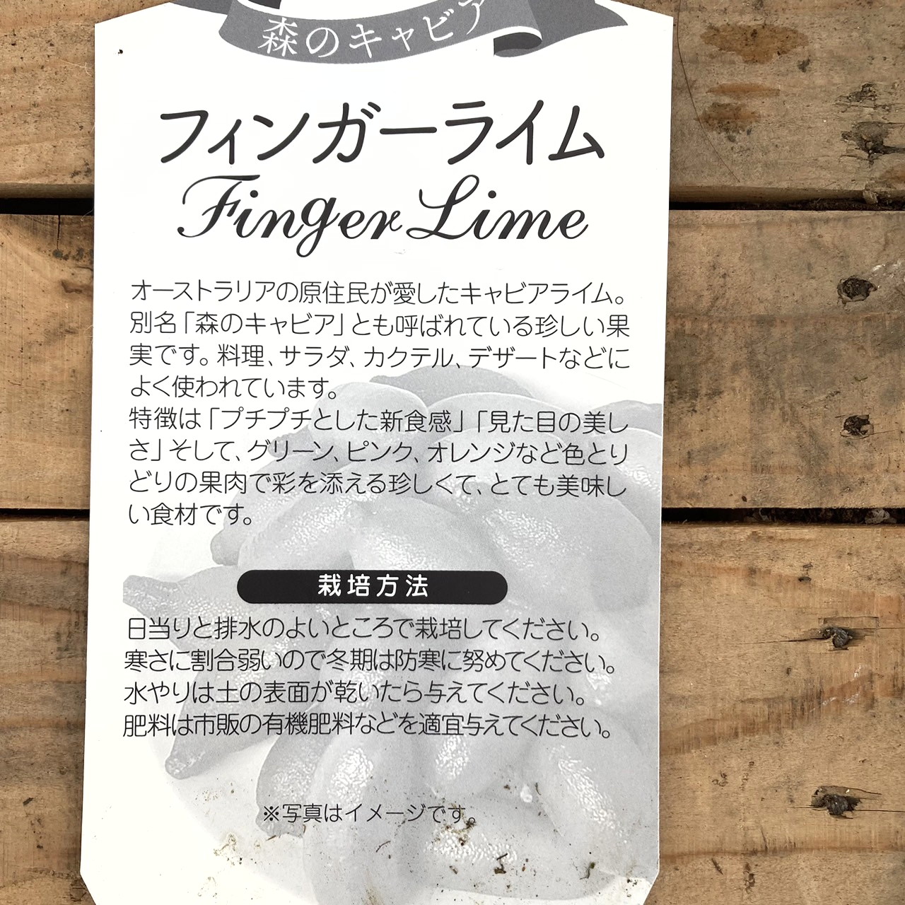 フィンガーライム 8号大株（ピンク）｜柑橘｜果樹10-TU | 果樹
