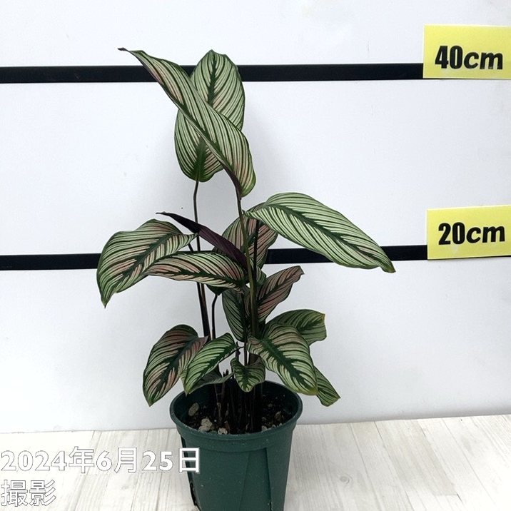 カラテア　苗　花卉園　観葉植物 カラテア ホワイトスター 4号スリット鉢｜観葉04-PA | 観葉・多肉