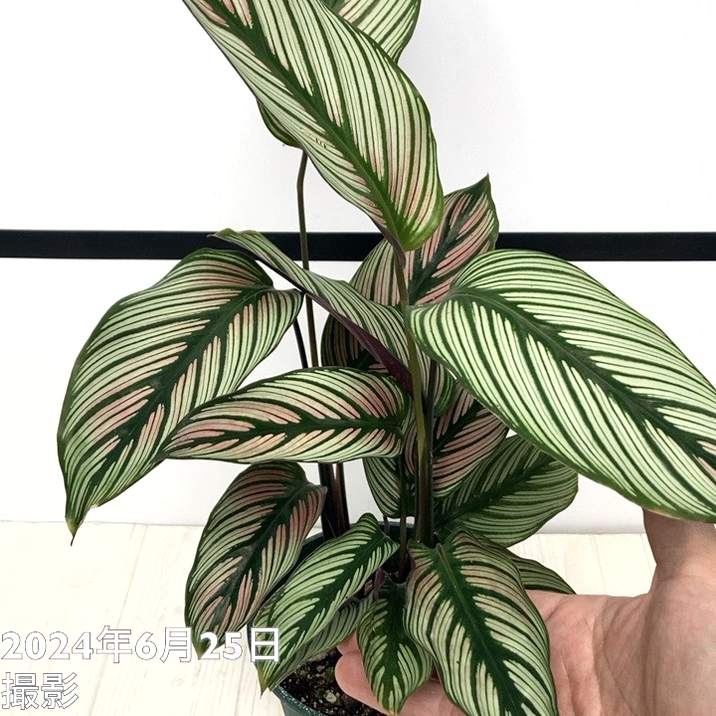 カラテア　苗　花卉園　観葉植物 カラテア ホワイトスター 4号スリット鉢｜観葉04-PA | 観葉・多肉