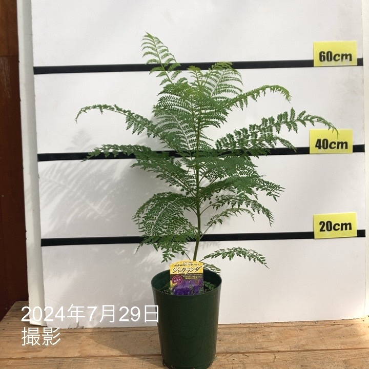 ジャカランダ 5号｜花木10-TU | 花木・庭木 | 赤塚植物園オンライン 花