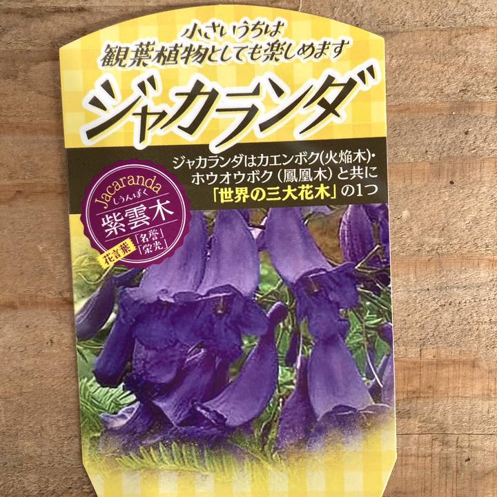 珍しい 世界三大花木 カエンボク接ぎ木苗