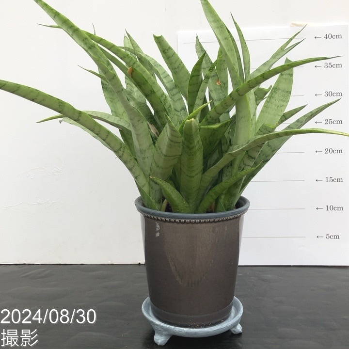 【現品お届け】サンスベリア 5号 ホワイトパイナップル(子株付き) 陶器鉢仕様 受け皿付き(S71)|観葉02-D2