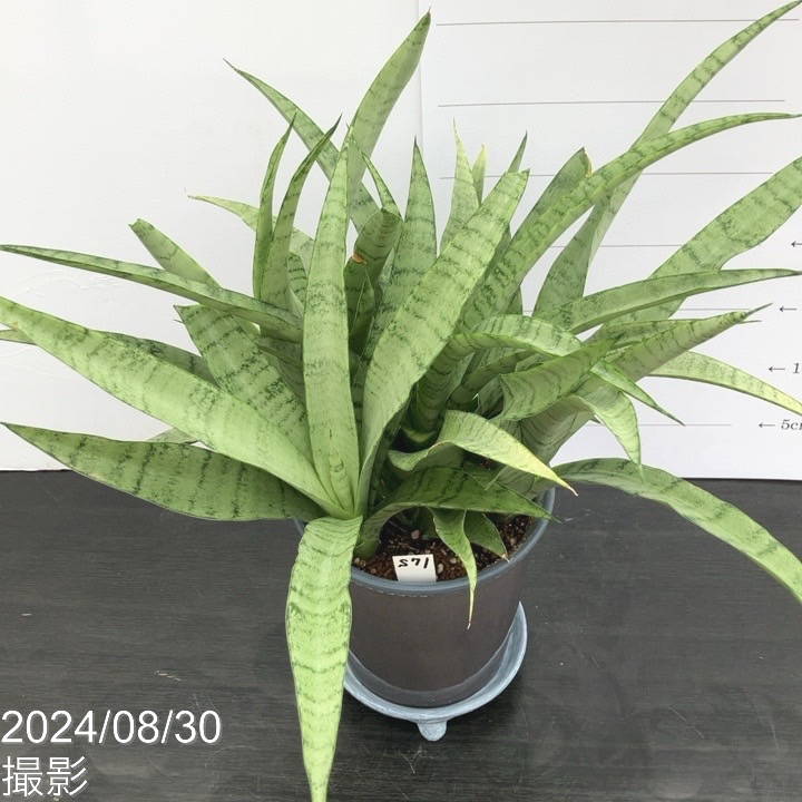 現品お届け】サンスベリア 5号 ホワイトパイナップル（子株付き） 陶器