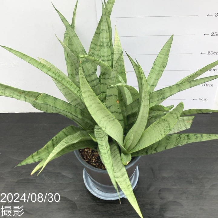 【現品お届け】サンスベリア 5号 ホワイトパイナップル(子株付き) 陶器鉢仕様 受け皿付き(S71)|観葉02-D2