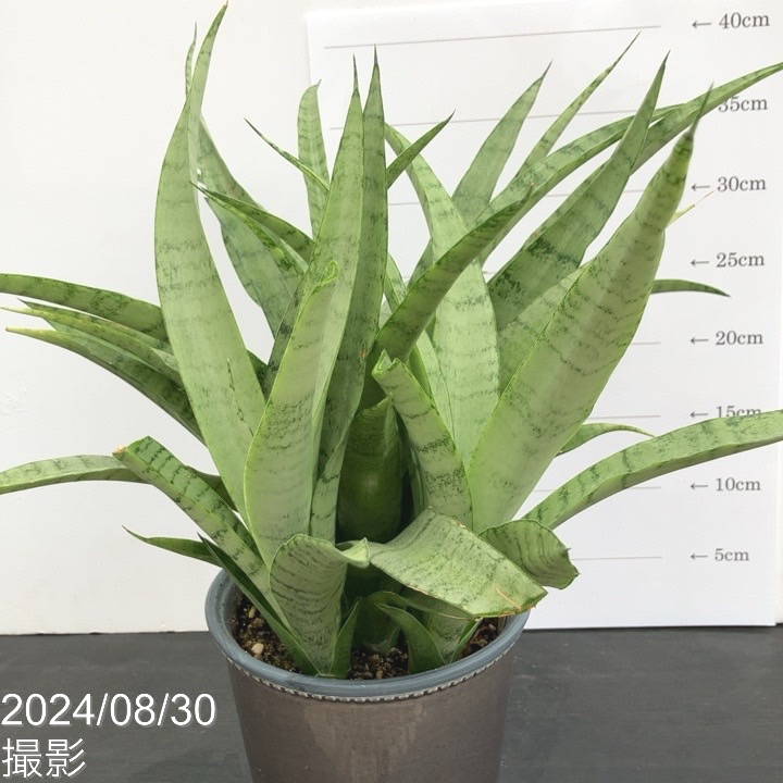 現品お届け】サンスベリア 5号 ホワイトパイナップル（子株付き） 陶器