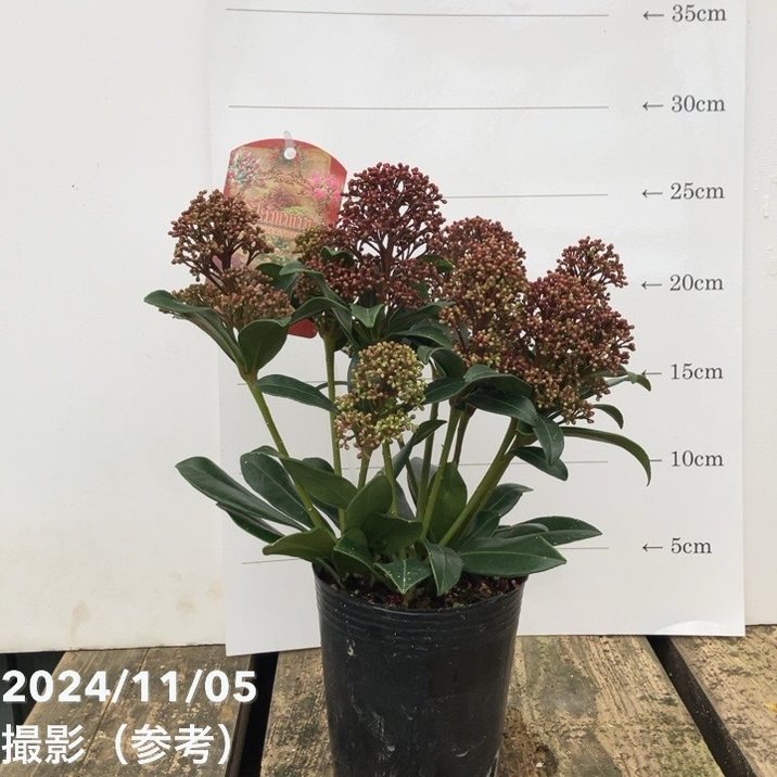 スキミア ルベスタ ジョス 3号｜花木04-PA | 花木・庭木 | 赤塚植物園