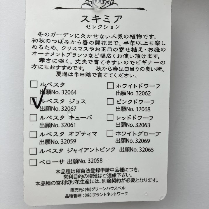 スキミア ルベスタ ジョス 3号｜花木04-PA | 花木・庭木 | 赤塚植物園