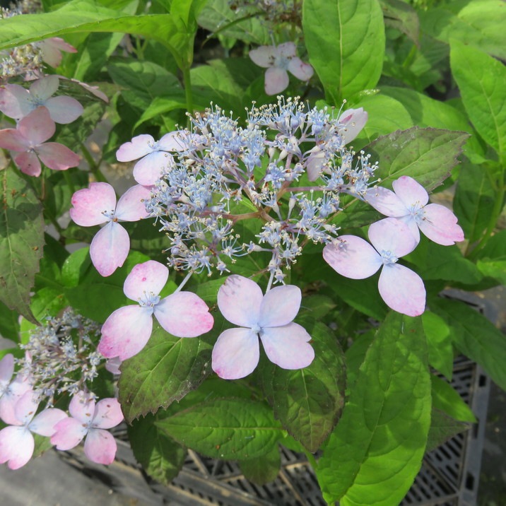 さあやさい様9点 西條茜さんパフォーマンスのお知らせ／ 9/20(土)9:30～17:00に