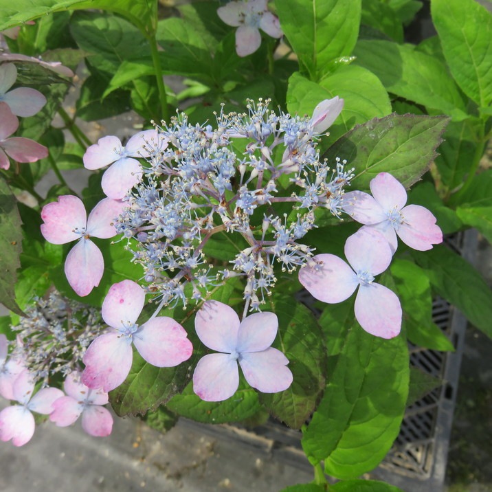 ヤマアジサイ 4号 美里桜 ミサトザクラ（37）｜花木01-D1 | 赤塚植物園