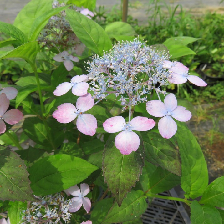 ご予約苗 ヤマアジサイ 4号 美里桜 ミサトザクラ（37）｜花木01-D1 | 赤塚植物園