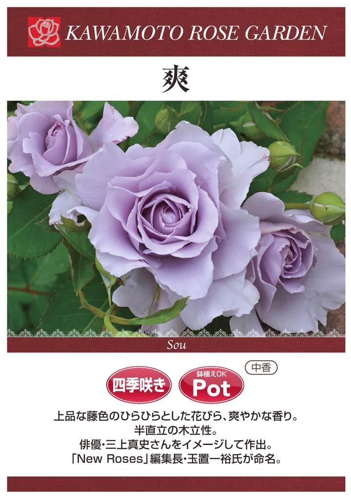 古*蓮様 バラ苗　和の最高峰　挿木苗 古*蓮様 バラ苗 和の最高峰 挿木苗 バラ苗 【希望 (きぼう