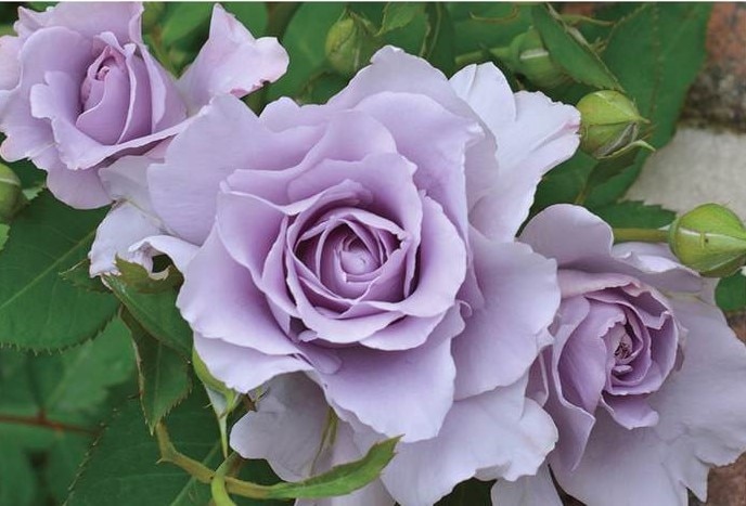 バラ大苗 爽（そう） 7号ロングスリット鉢 河本バラ園｜花木04-PA