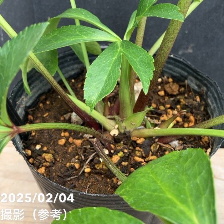 クリスマスローズ 株分け苗 ダブルセミダブル パパピエノワールドゥ 花