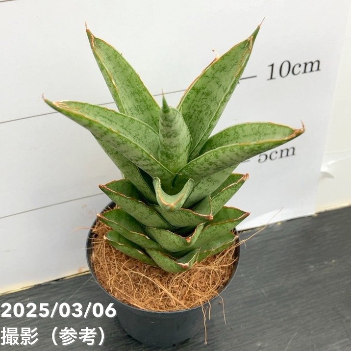 サンスベリア 3号角鉢 シューター Shooter 6-7cmポット投げ込み仕様