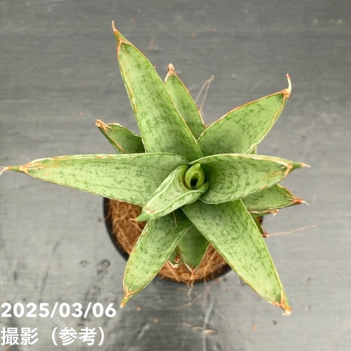 g17 サンスベリア パイフーメイ サンセビリア Sansevieria Pepito (Philippine hybrid)サンセベリア ペピト