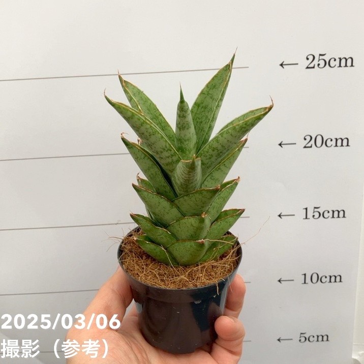 サンスベリア 3号角鉢 シューター Shooter 6-7cmポット投げ込み