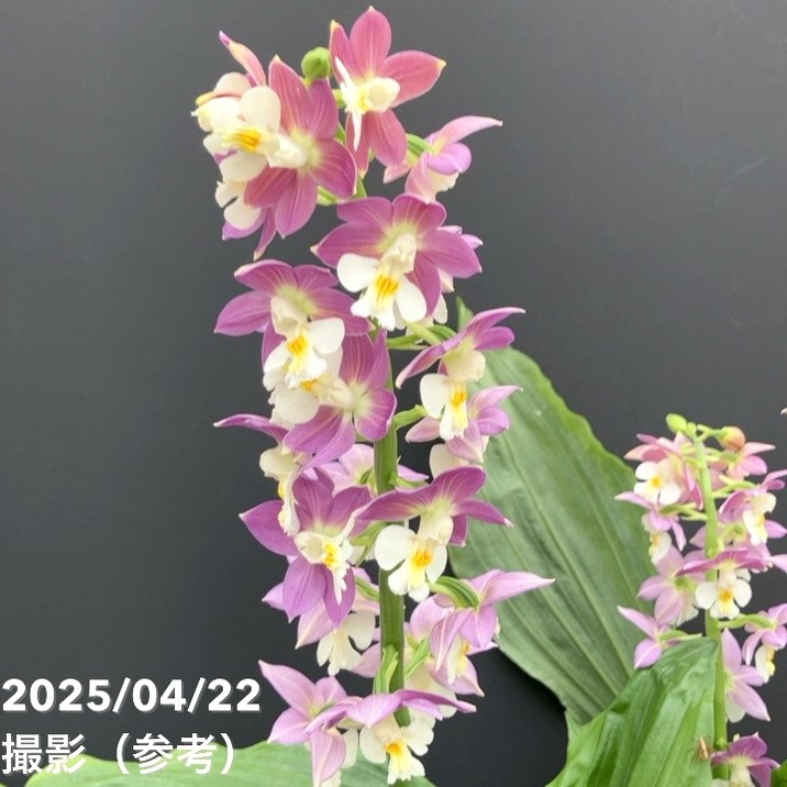 現品お届け】エビネ 9号（2）｜洋蘭10-TU | 草花,洋ラン | 赤塚