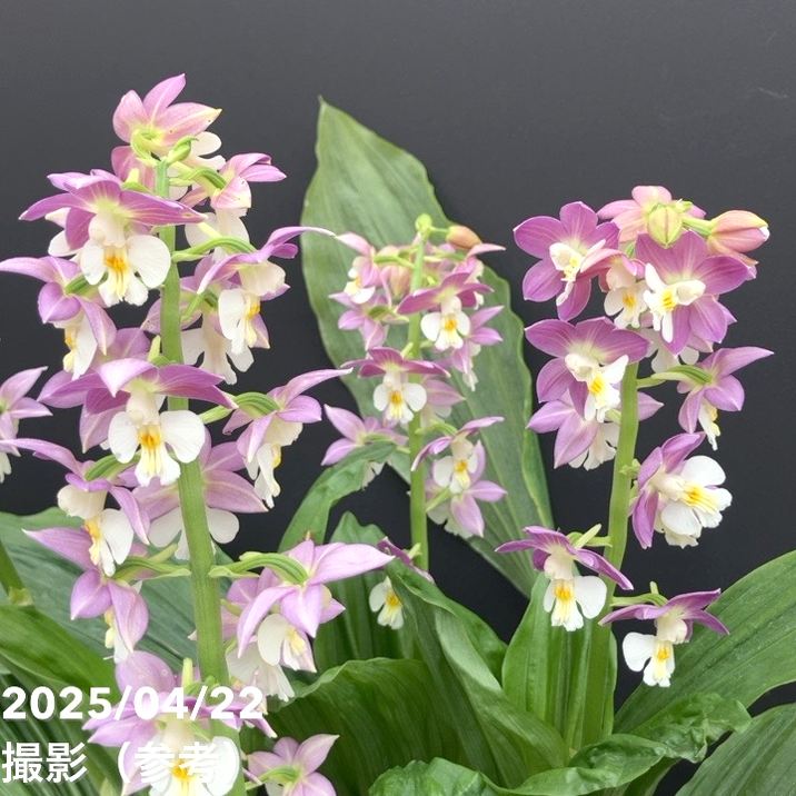 現品お届け】エビネ 9号（2）｜洋蘭10-TU | 草花,洋ラン | 赤塚植物園