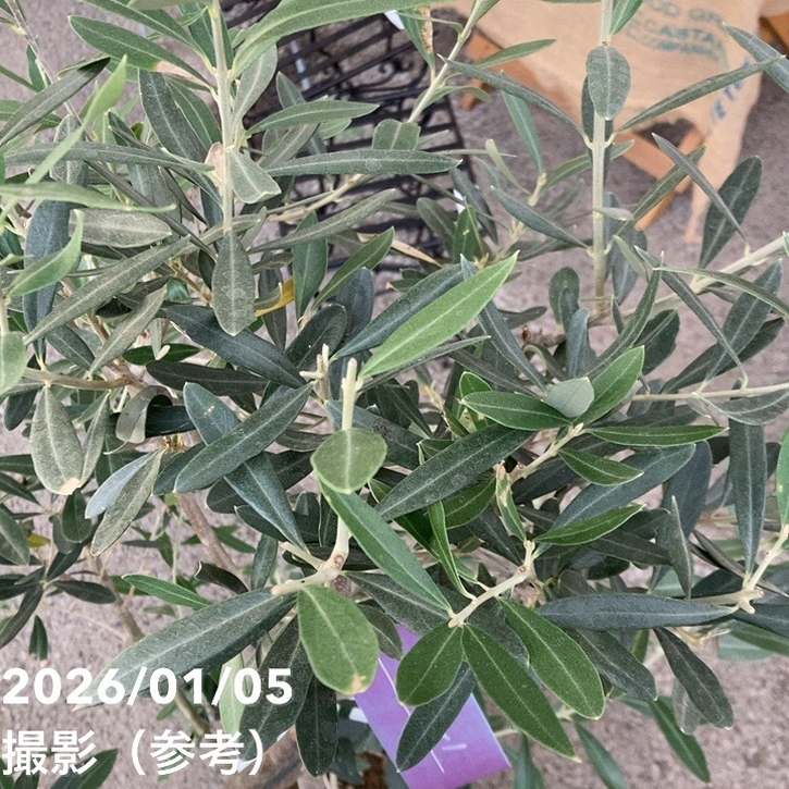 オリーブ チプレッシーノ 7号｜花木04-PA | 果樹 | 赤塚植物園