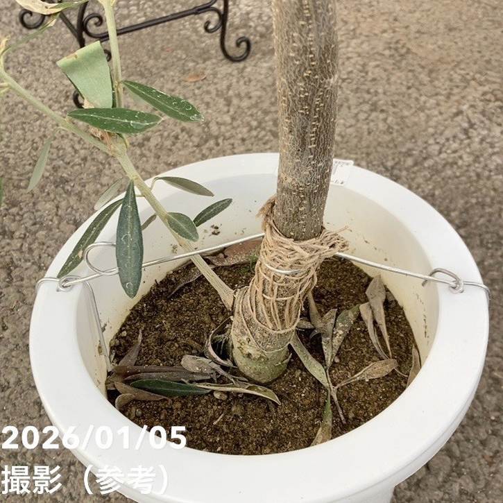 オリーブ チプレッシーノ 7号｜花木04-PA | 果樹 | 赤塚植物園