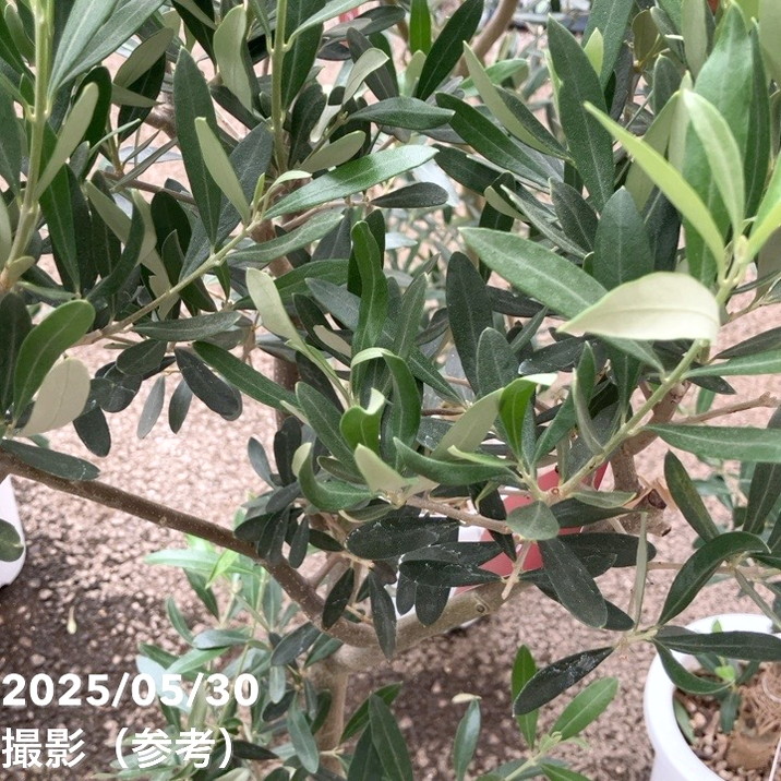 オリーブ チプレッシーノ 7号｜花木04-PA | 果樹 | 赤塚植物園