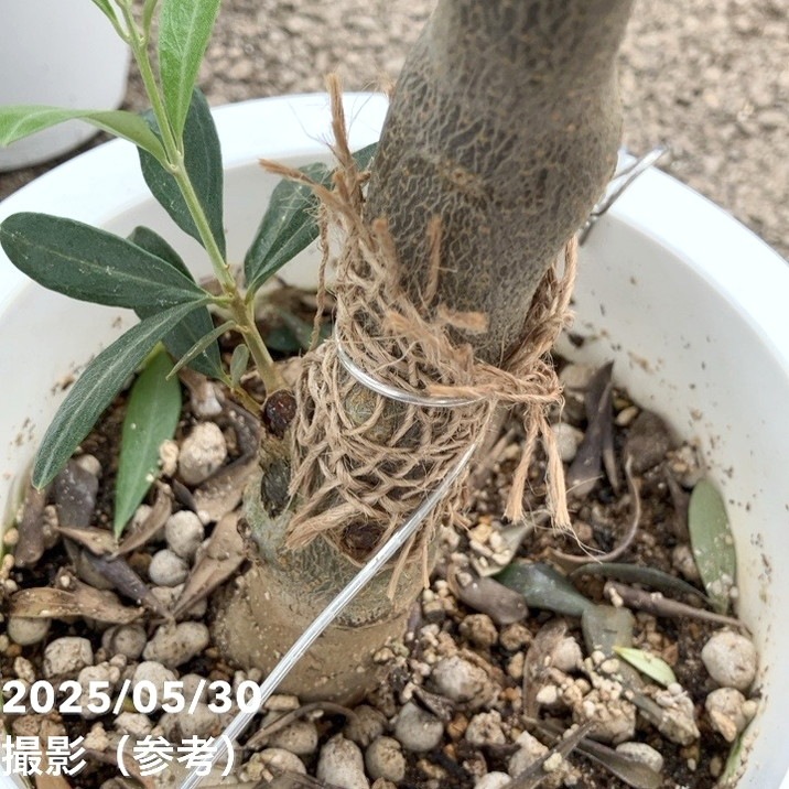 オリーブ チプレッシーノ 7号｜花木04-PA | 果樹 | 赤塚植物園